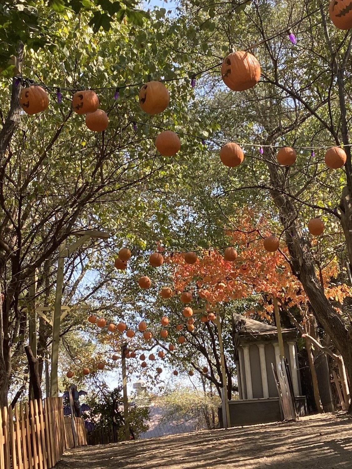 Vala’s Pumpkin Patch opens with new safety regulations Echoes