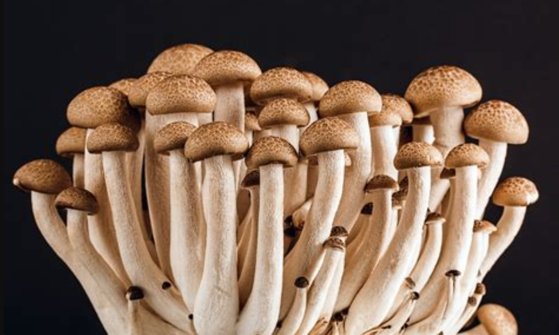 A Marvelous Menagerie of Mushroom Facts