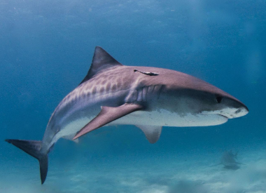 Shark Facts: Tiger Edition