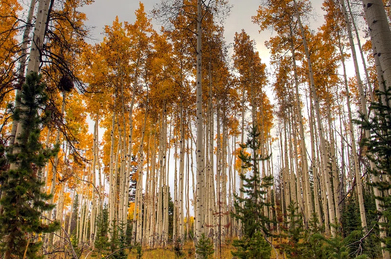 The largest living organism is dying